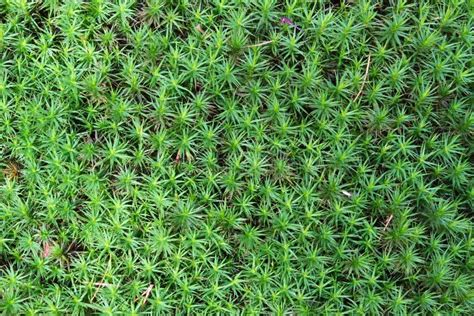 Green Moss Background or Wallpaper Stock Photo - Image of freshness ...