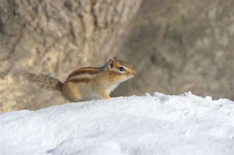 Chipmunk Hibernation | Outdoor Pests