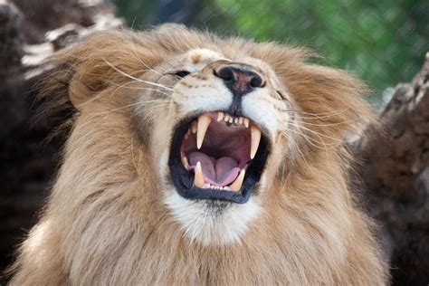 Teeth of the Lion | sharp and deadly | Nathan Rupert | Flickr