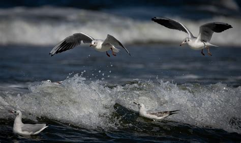 Baltic Sea Gulls Beach - Free photo on Pixabay - Pixabay