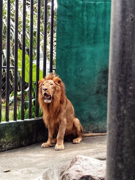 Albay Park and Wildlife