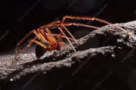 Cave Spider - Stock Image - C037/3177 - Science Photo Library