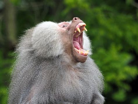 Mouth of monkey - baboon — Stock Photo © itsmejust #8233223