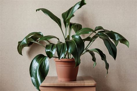 Aspidistra: cast-iron plant care & propagation - Plantura