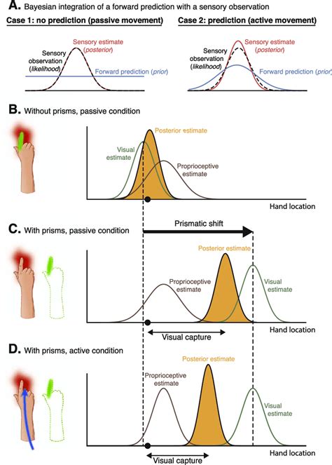 Bayesian statistics in sensorimotor control. Bayesian statistics... | Download Scientific Diagram