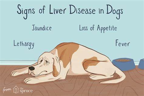 What Causes A Dogs Liver Enzymes To Be Elevated