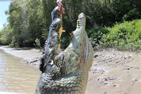 Jumping Crocodiles of the Adelaide River | Lateral Movements