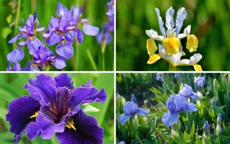 10 Different Types of Iris (Iris Plant Varieties) - Garden Lovers Club