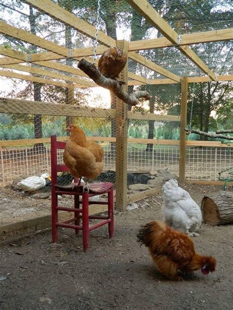 DIY Chicken Swing - Bring Fun To All Your Feathered Pets - All Pet Care