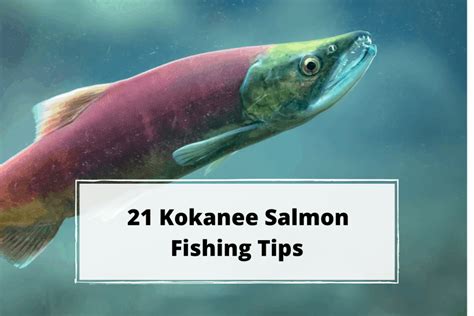 21 kokanee salmon fishing tips – Outdoor Troop