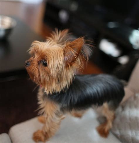 different cuts for teacup yorkshire terrier - Yahoo Search Results ...