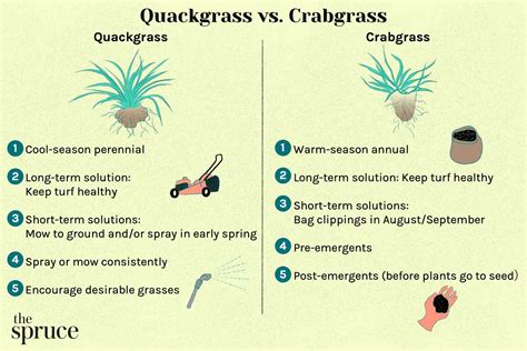 Differences Between Quackgrass vs Crabgrass