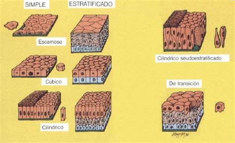 BIOLOGIA 1º BACH CCNN: TEJIDO EPITELIAL.