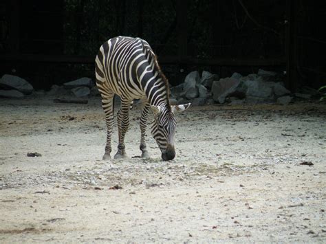 Zeebra Columbia Zoo Columbia SC | Zebras, Zebra, Zoo