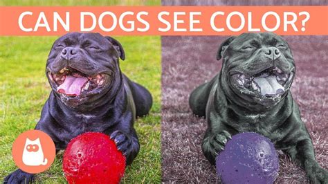 Can Dogs See Color? - How a Dog's VISION Works - YouTube