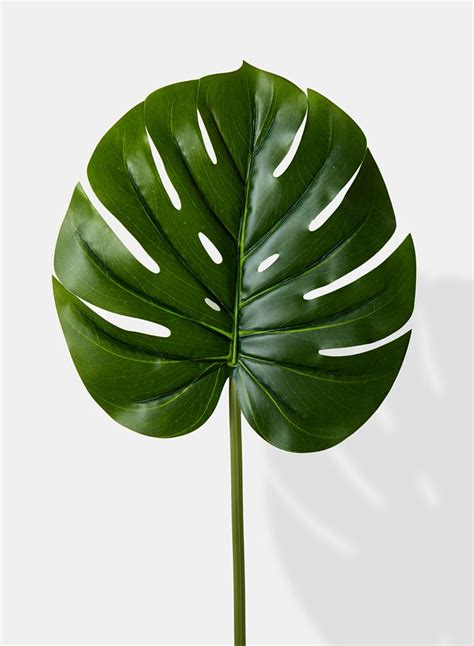 real touch artificial monstera leaf | Leaf photography, Monstera leaf, Tropical leaves photography