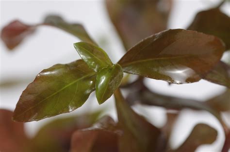 Ludwigia Repens: How To Care For This Aquarium Plant