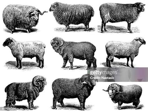 Male Sheep Photos and Premium High Res Pictures - Getty Images