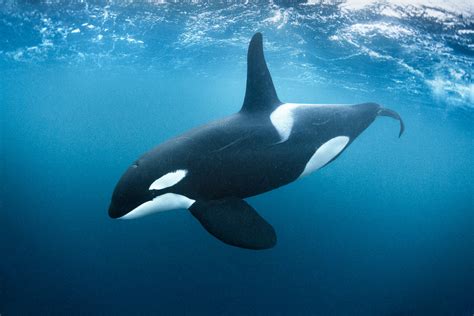 best orca killer whale underwater photos | George Karbus Photography