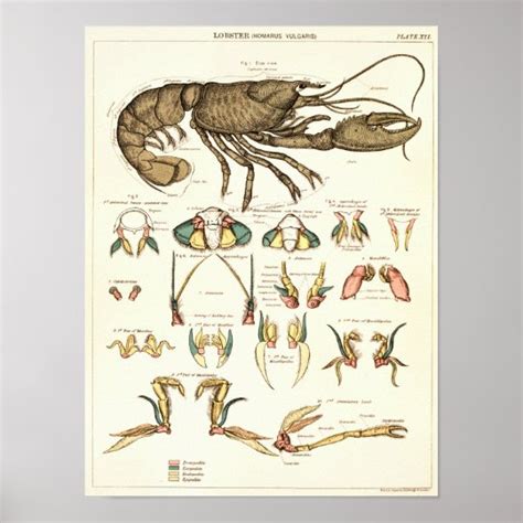 Vintage 1881 Lobster Biology Anatomy Print | Zazzle.com