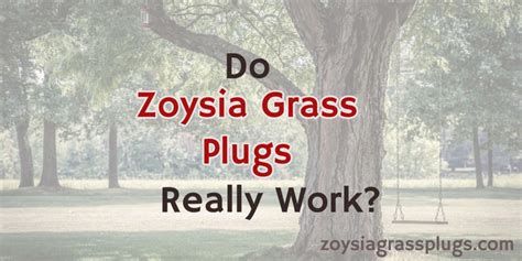 Best Zoysia for Shade - Most Shade Tolerant Zoysia Grass | A Listly List