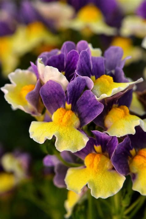 Nemesia-Escential-Blueberry-Custard-002 - PlantHaven International