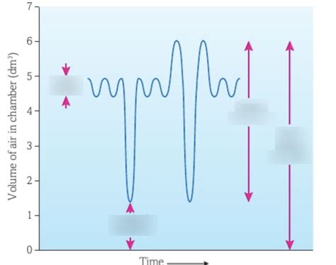 3.1 lung volume graph Diagram | Quizlet