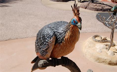 Hoatzin - San Francisco Zoo & Gardens