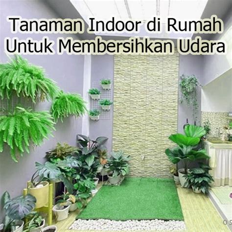 Tanaman Indoor di Rumah Untuk Membersihkan Udara