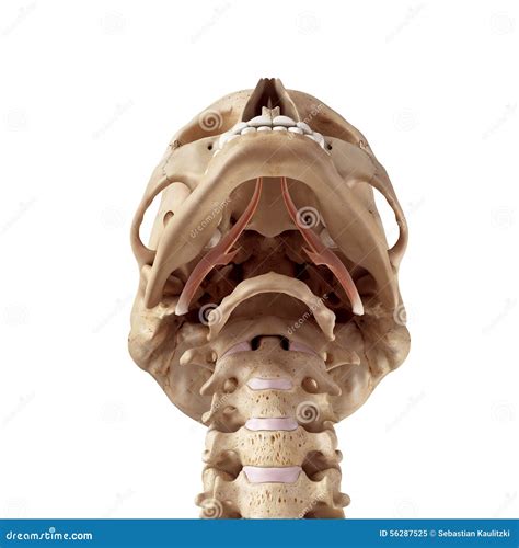 The styloglossus stock image. Image of musculature, skeleton - 56287525