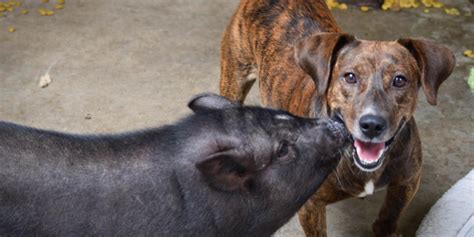 Rescue Pig Kisses Her Best Dog Friend Every Chance She Gets. Now These ...