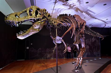 Why Does The T Rex Skeleton At The American Museum Of Natural History ...