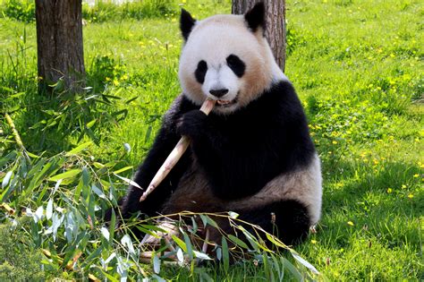 Free photo: Panda Bear - Animal, Bear, Jungle - Free Download - Jooinn