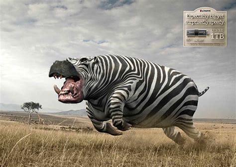 Hippo Zebra - The Design Inspiration | Creative Photo | The Design Inspiration