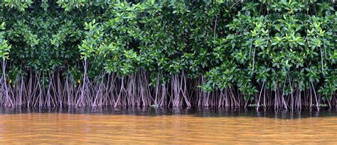 Mangrove Forests in Pakistan: Location, Importance & More | Zameen Blog