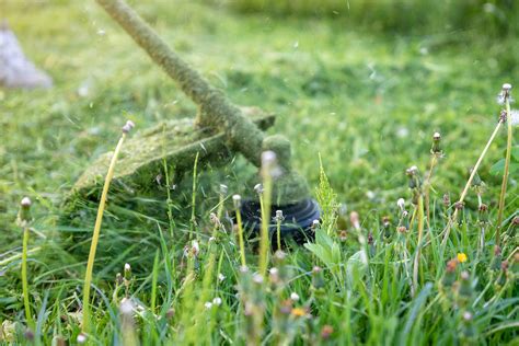 Grub Control, Watering, & Other Lawn Tips | HouseLogic