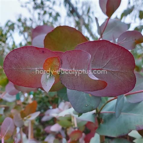 Buy Hardy Eucalyptus Trees Online Directly from the Grower