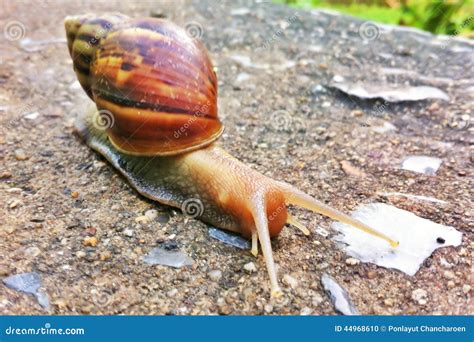 Snail in garden stock photo. Image of tardy, garden, tricky - 44968610