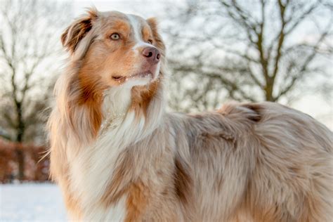 What Are The Different Breeds Of Shepherds