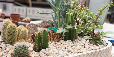 Bored Inside? Make a Succulent and Cactus Planter! | Platt Hill Nursery ...