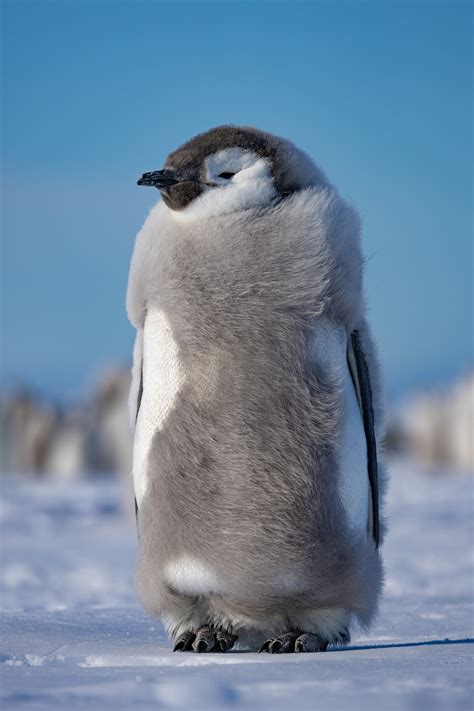 Why are these emperor penguin chicks jumping from a 50-foot cliff?