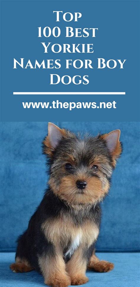 Top 100 Best Yorkie Names for Boy Dogs | Yorkie names, Boy dog names ...