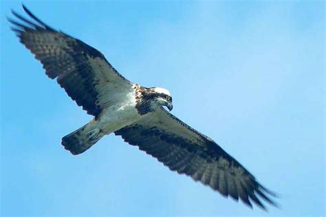 Ryukyu Life: Bird Photo: A Sea-hawk in Okinawa, Japan