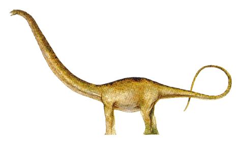 Mamenchisaurus Pictures & Facts - The Dinosaur Database