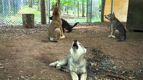 See Four Gray Wolf Puppies Howl! - YouTube