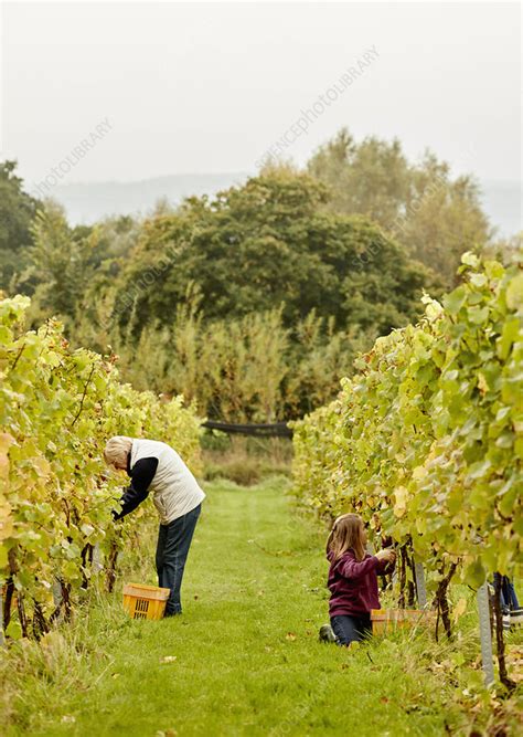 Two people picking grapes in a vineyard - Stock Image - F013/3954 - Science Photo Library