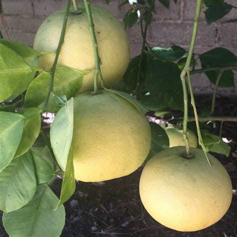 Grapefruit Trees: Making Good Choices For the Home Garden