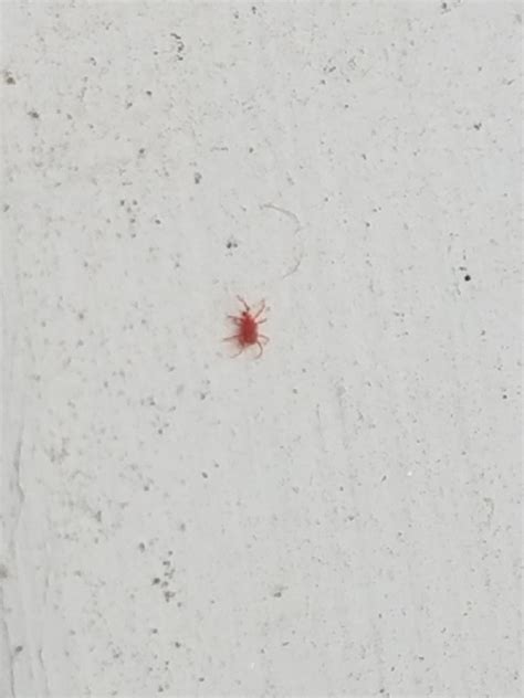 Tiny red bug in SE PA [note this is up close at 8x zoom] : whatsthisbug