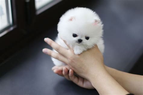 Pomeranian Info, Temperament, Life Expectancy, Size, Puppies, Pictures