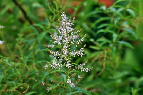 Lemon Verbena Flower Sprig Free Stock Photo - Public Domain Pictures